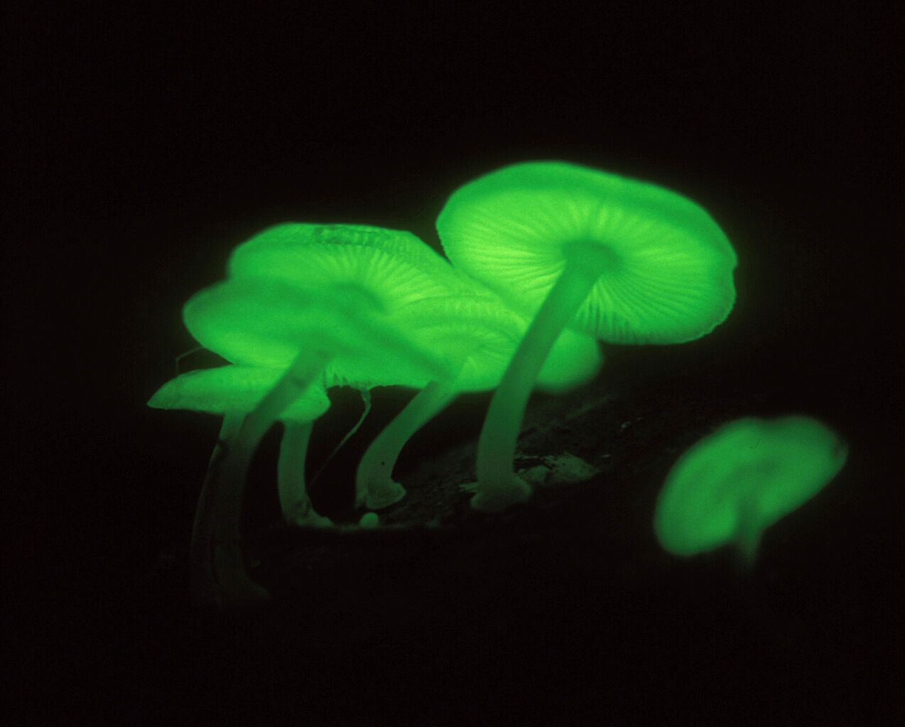 Ogasawara Islands, Japan