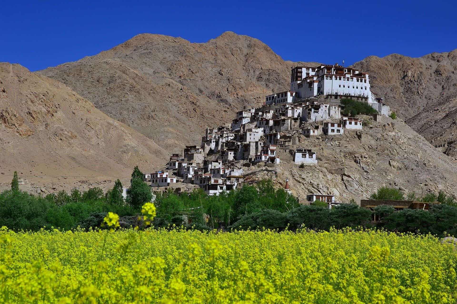Chemday Monastery at Leh, Ladakh India during Summer time surrounding by Mustard field
