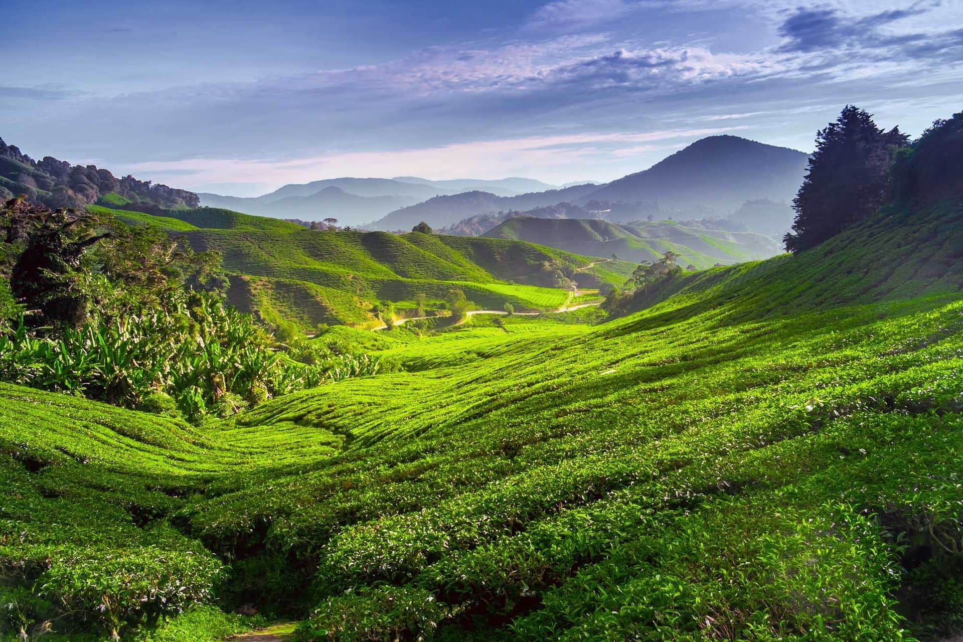 Tea plantation in Cameron highlands, Malaysia