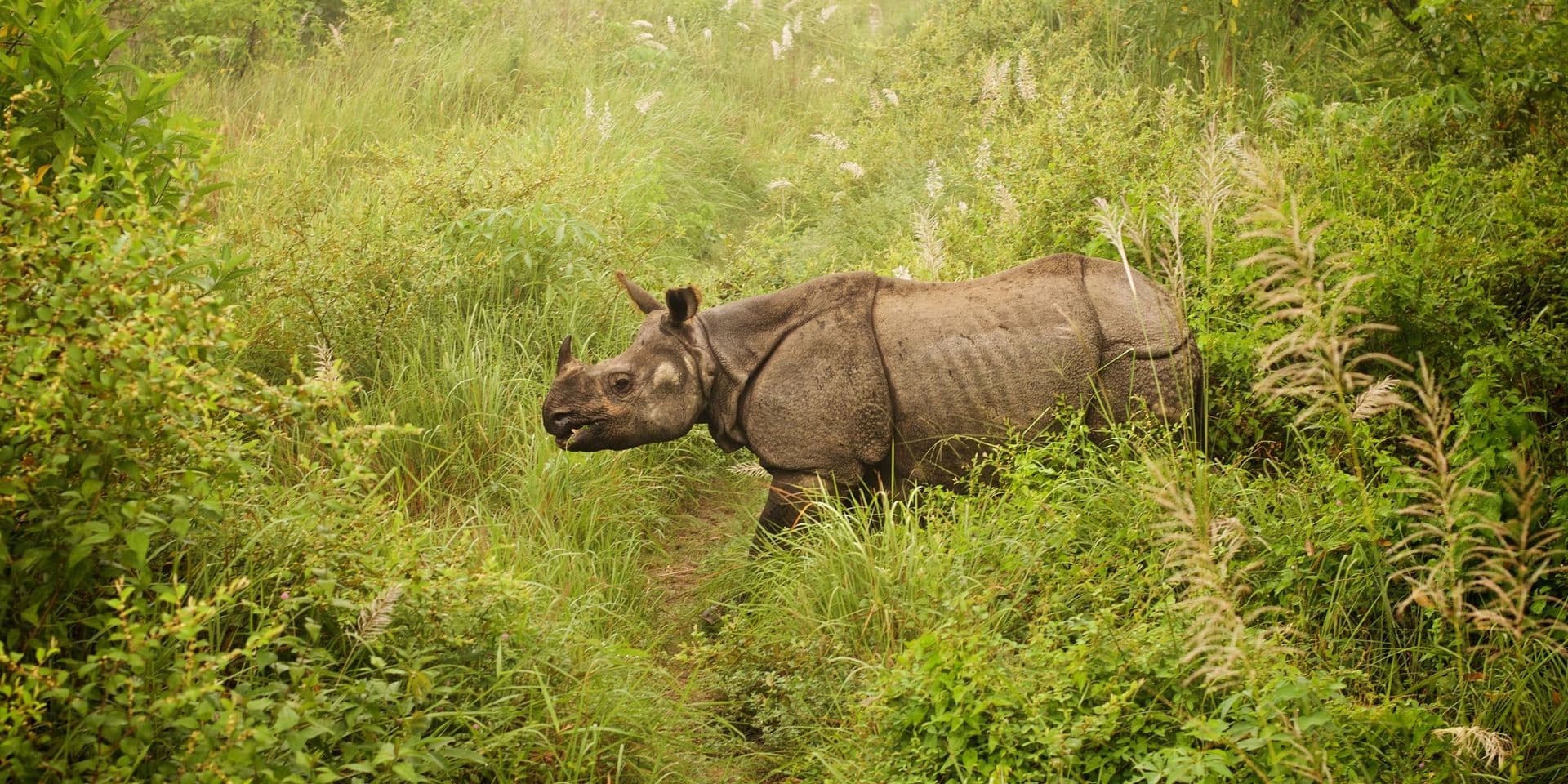 Rhino in Chitwan National Park