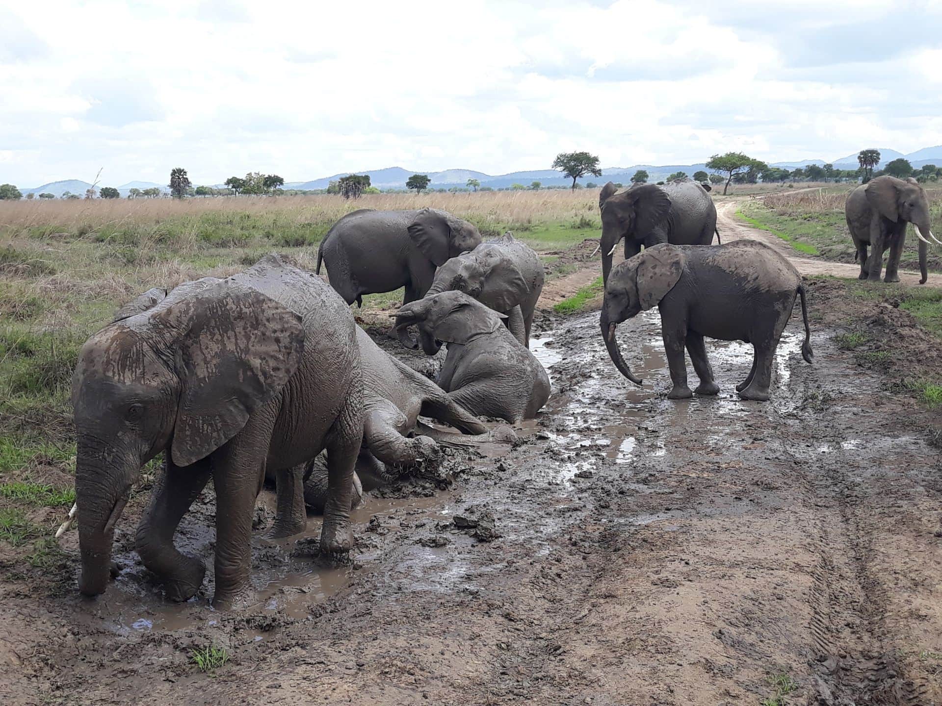 Elephant in Tarangire
