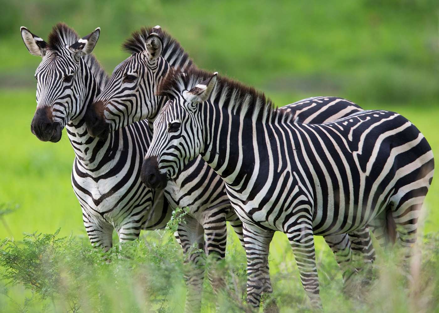 zebra