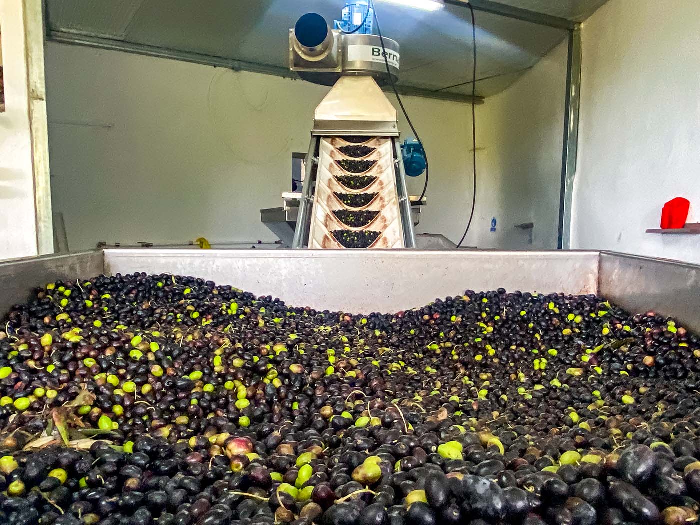 Algarve Olive oil producer © Siobhan Warwicker