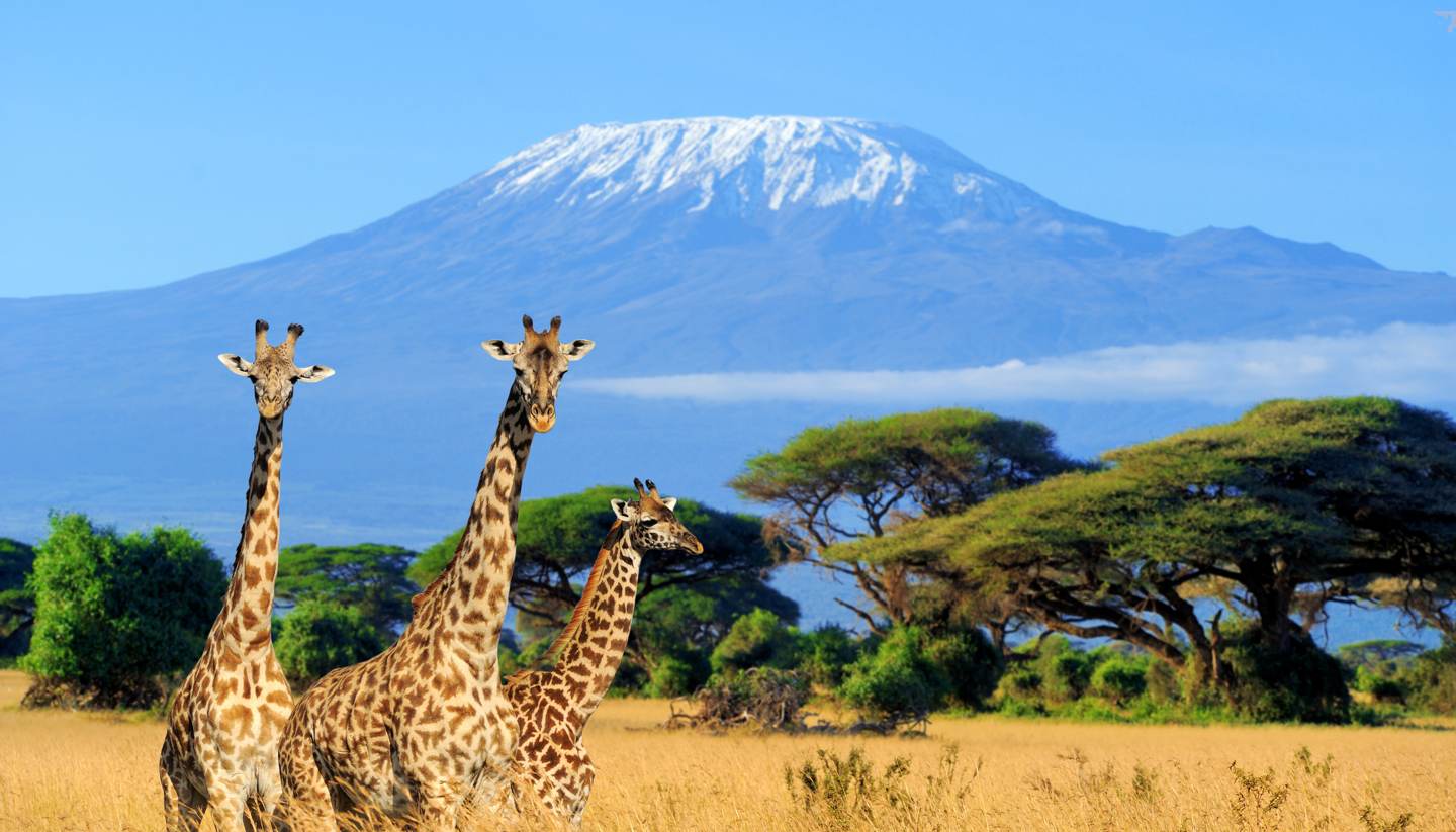 Amboseli giraffes