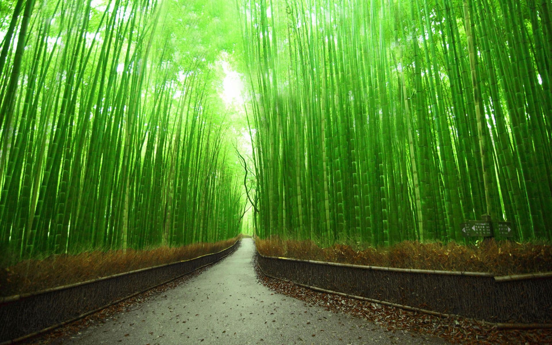 Sagano Bamboo Forest