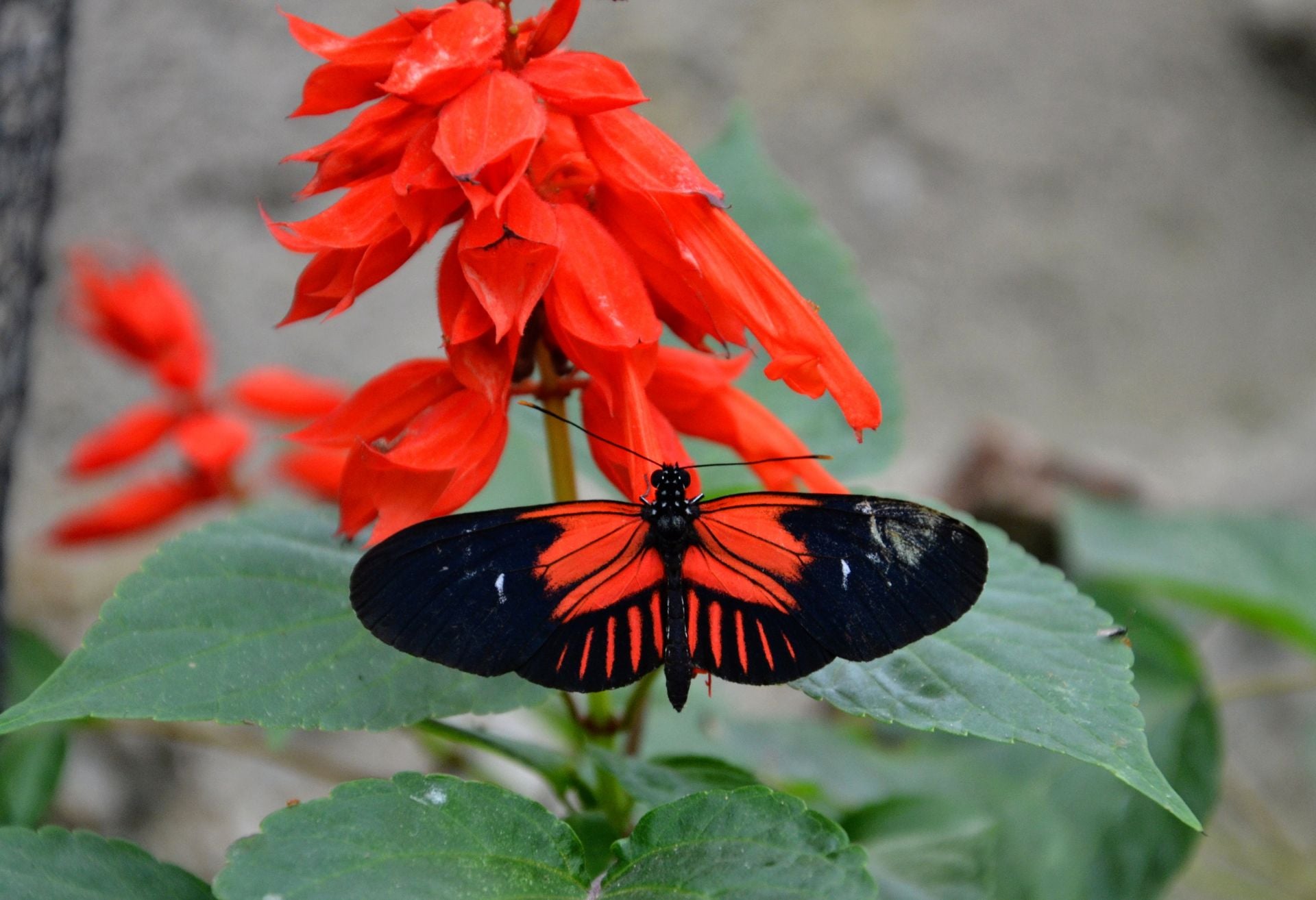 Butterfly Garden Mindo