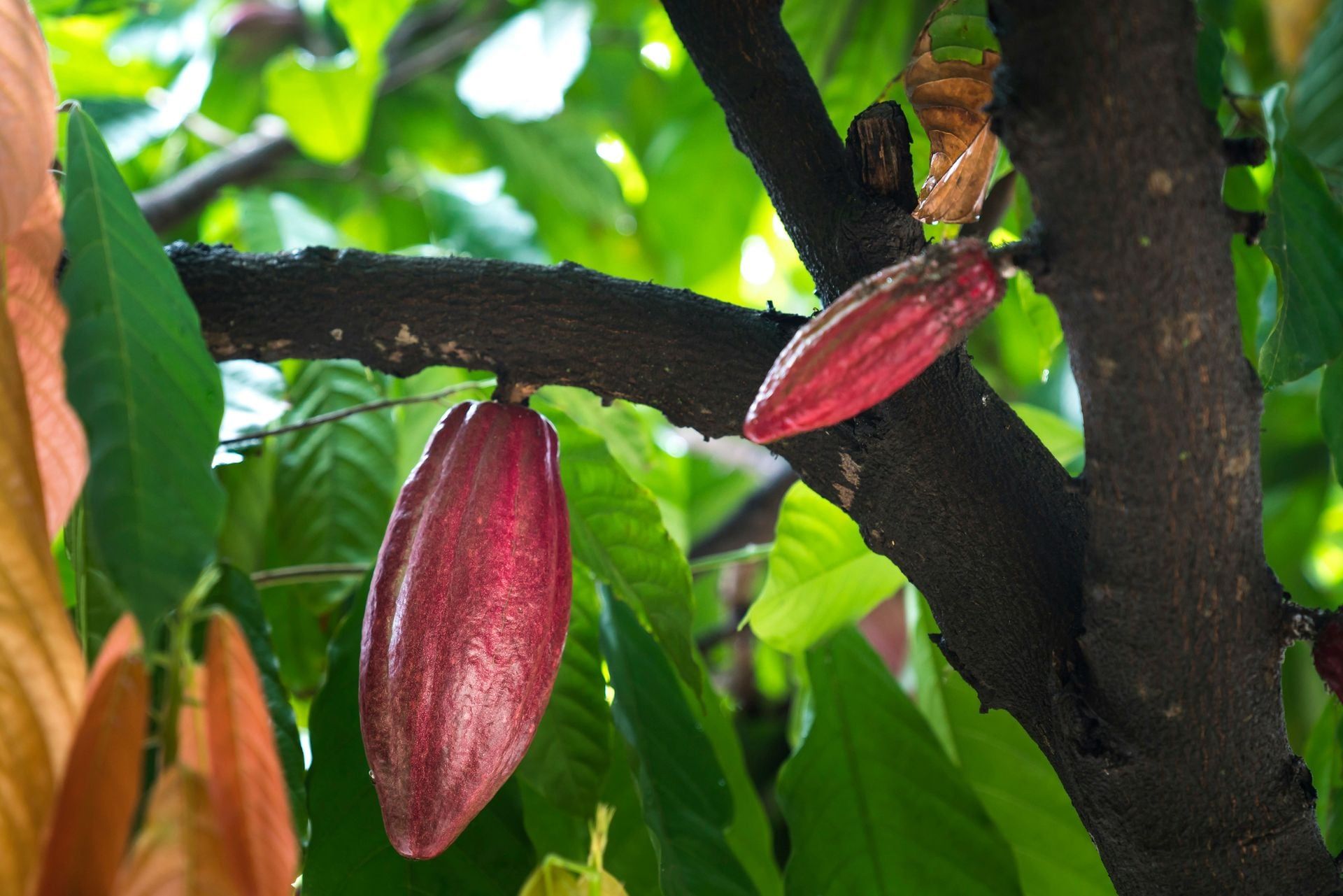 Cacao
