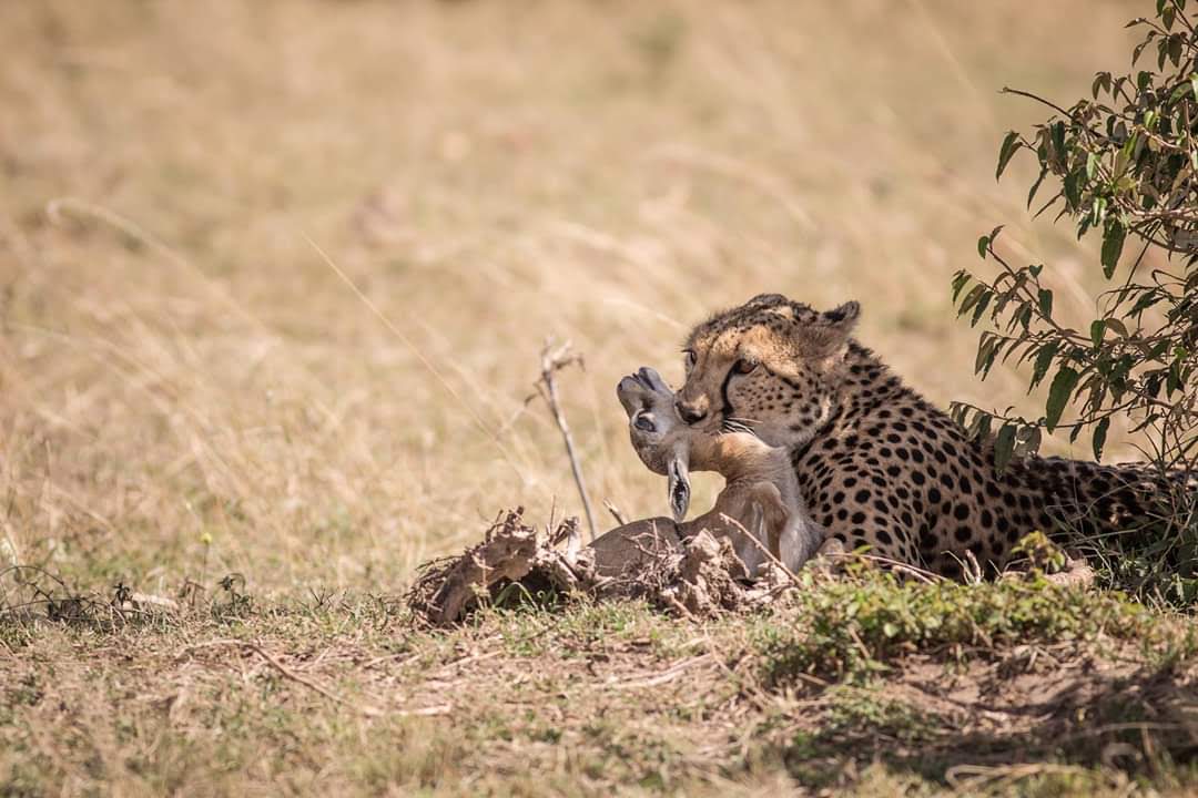 Cheeter-in-Serengeti