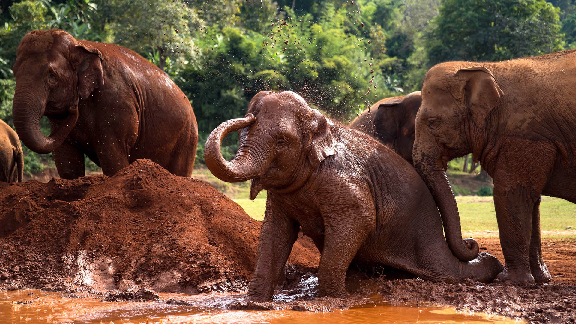 Elephants Chiang Mai
