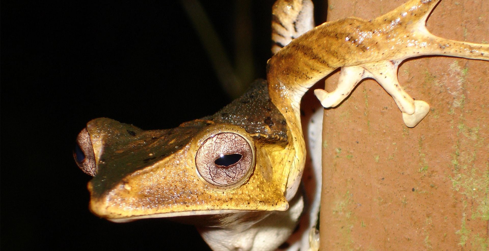 Frog at night, Malaysia