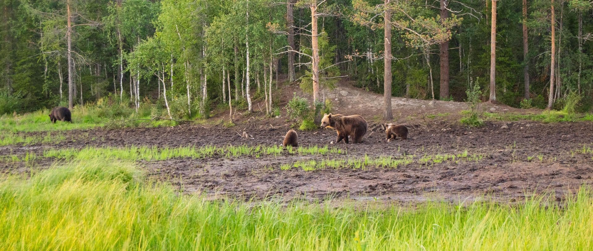 Karhu-Kuusamo overnight bear safari