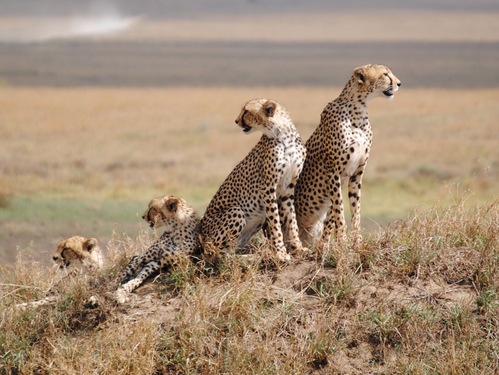 serengeti national park