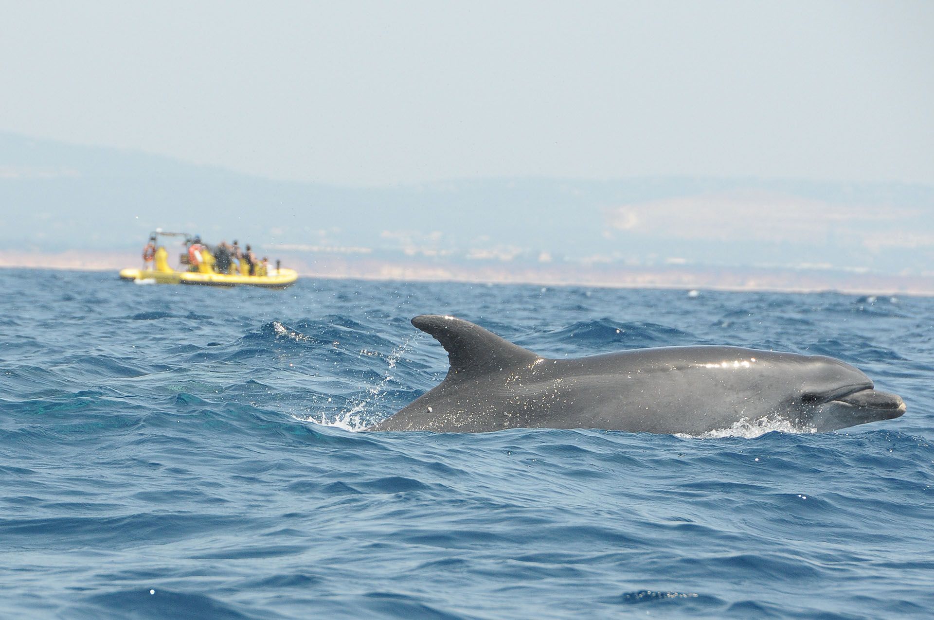 Dream Wave Insonia whale watching © VisitAlgarve