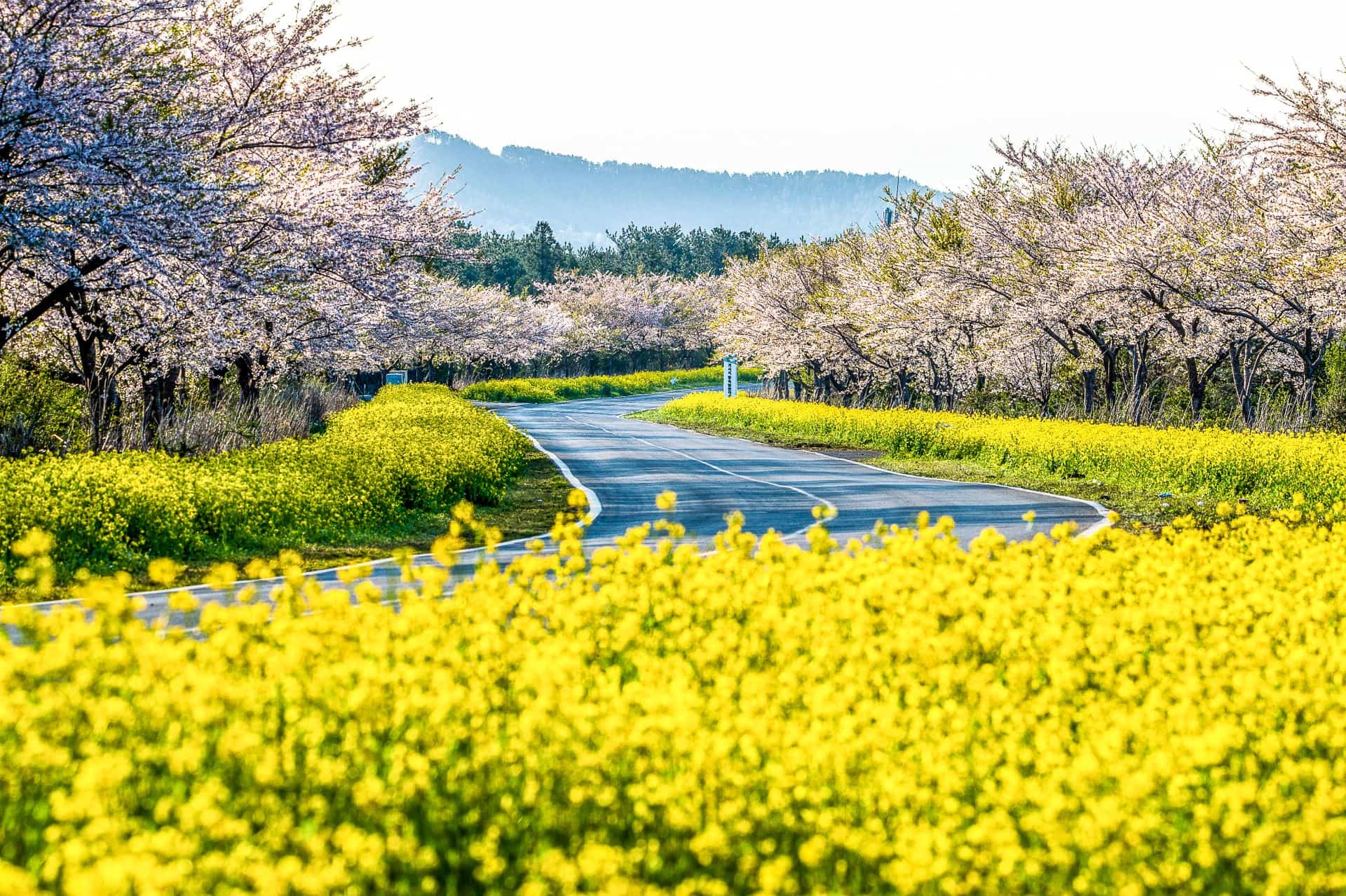 Jeju