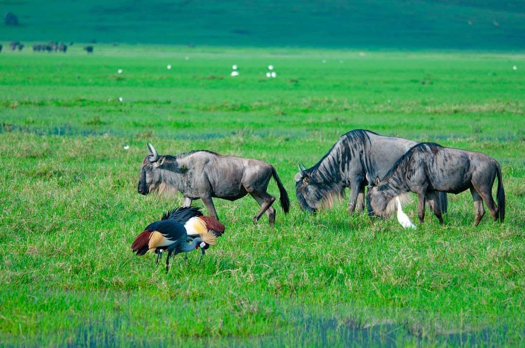 Gnu in Ngorongoro