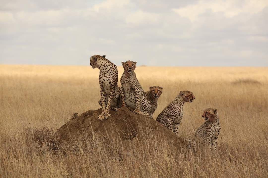 Cheater in Serengeti