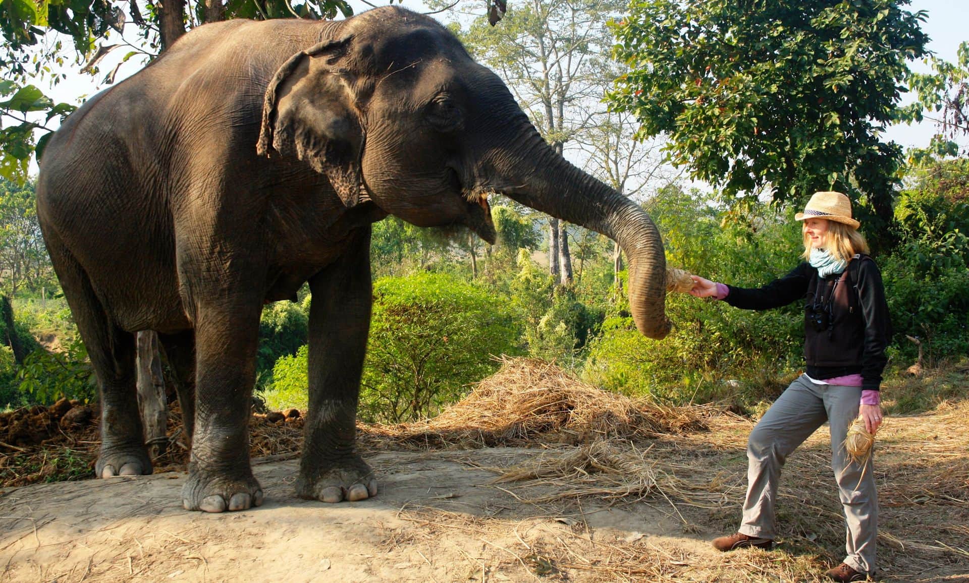 Feeding-time, Chitwan