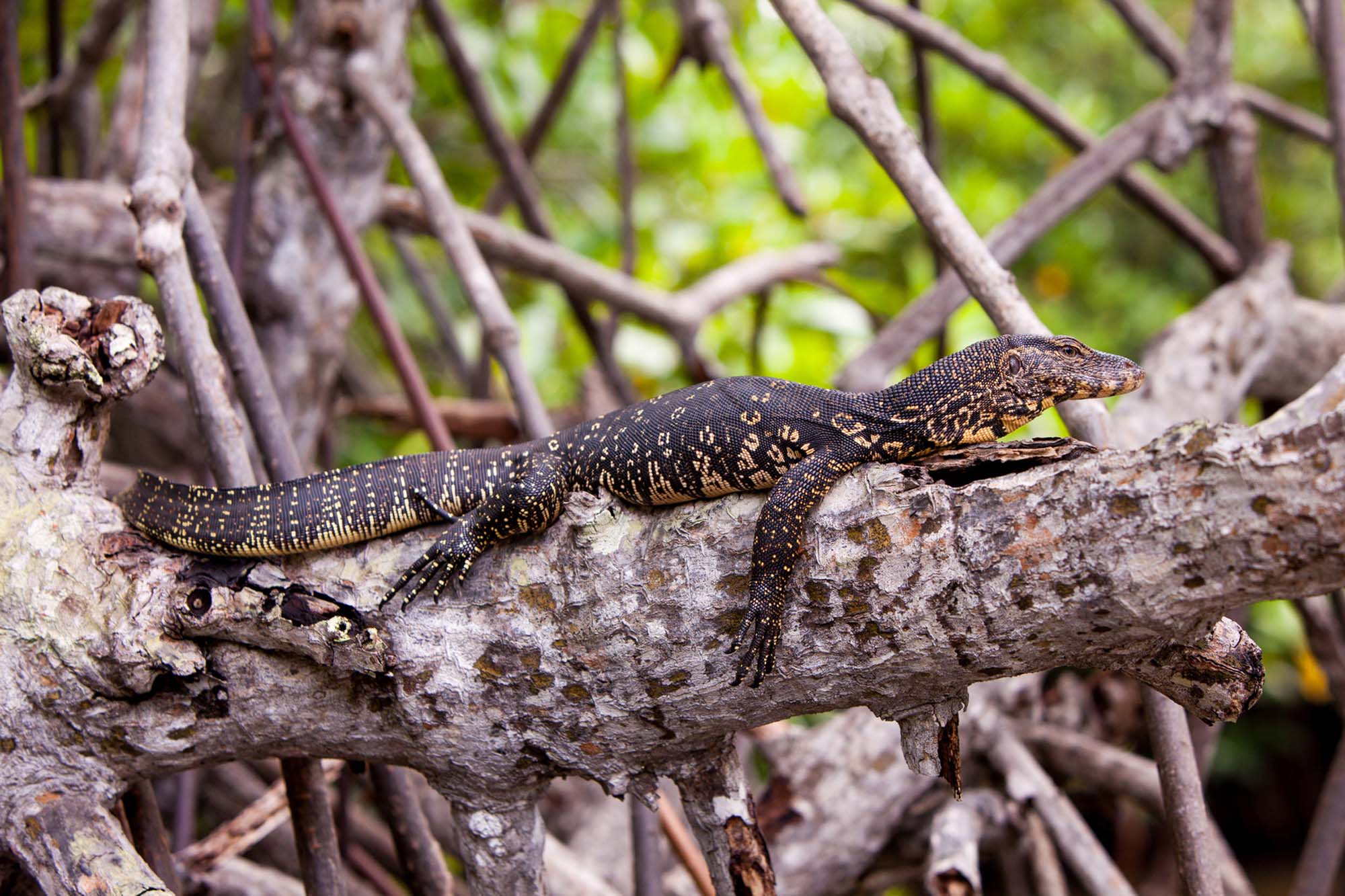 Monitor lizard resting on a tree branch