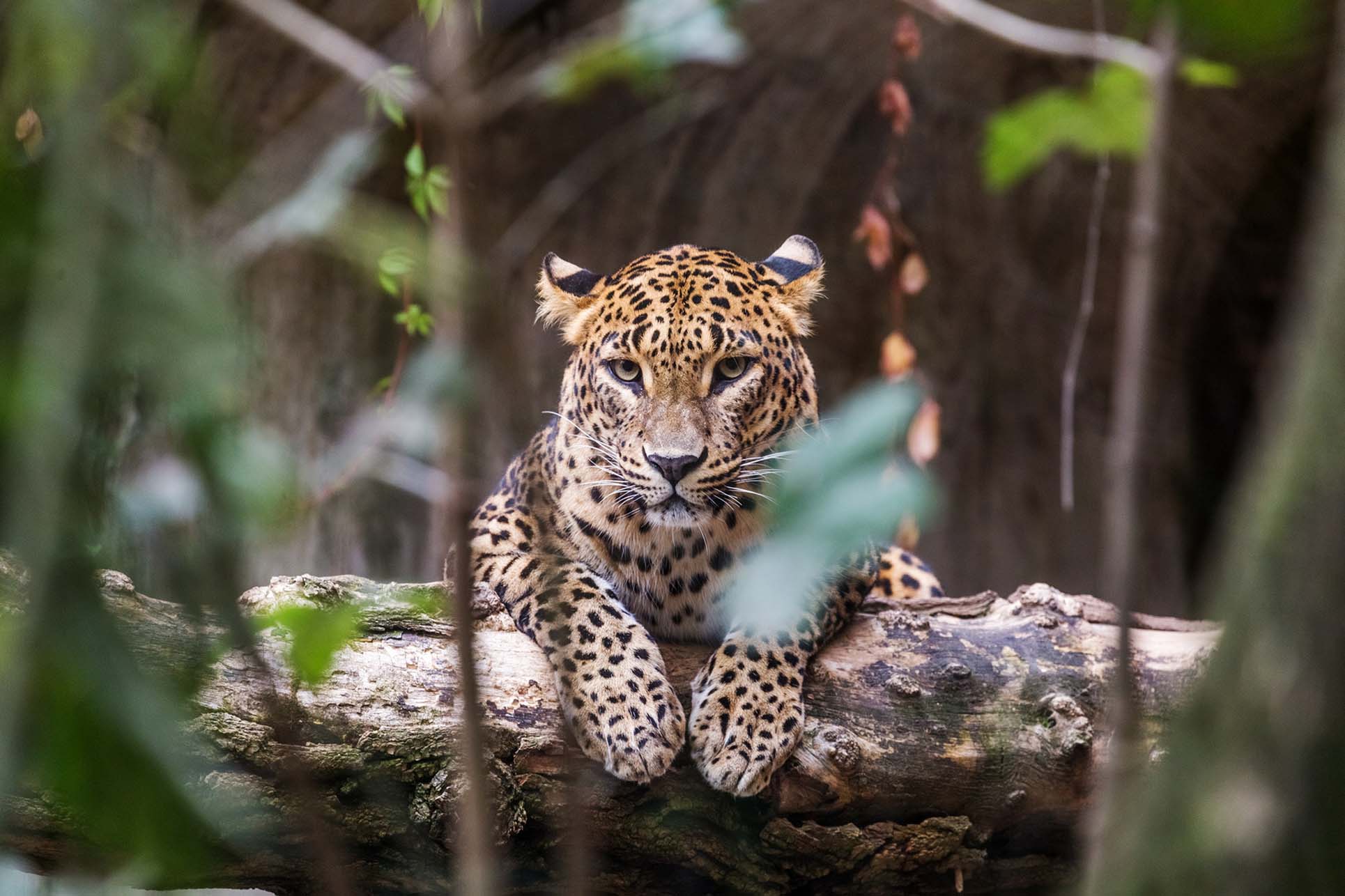 Ceylon leopard