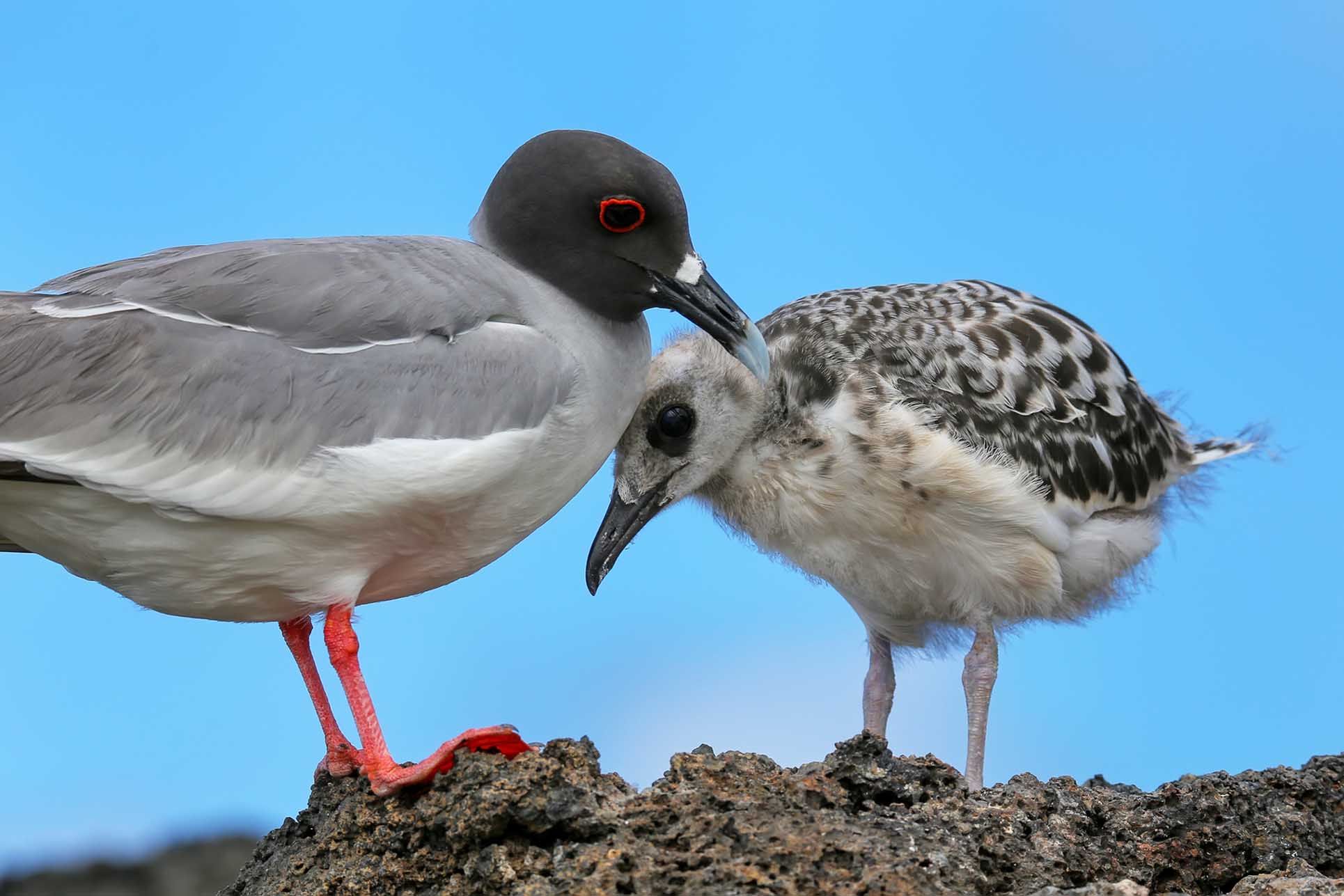 Swallow-tailed Gull with a chick on Genovesa island