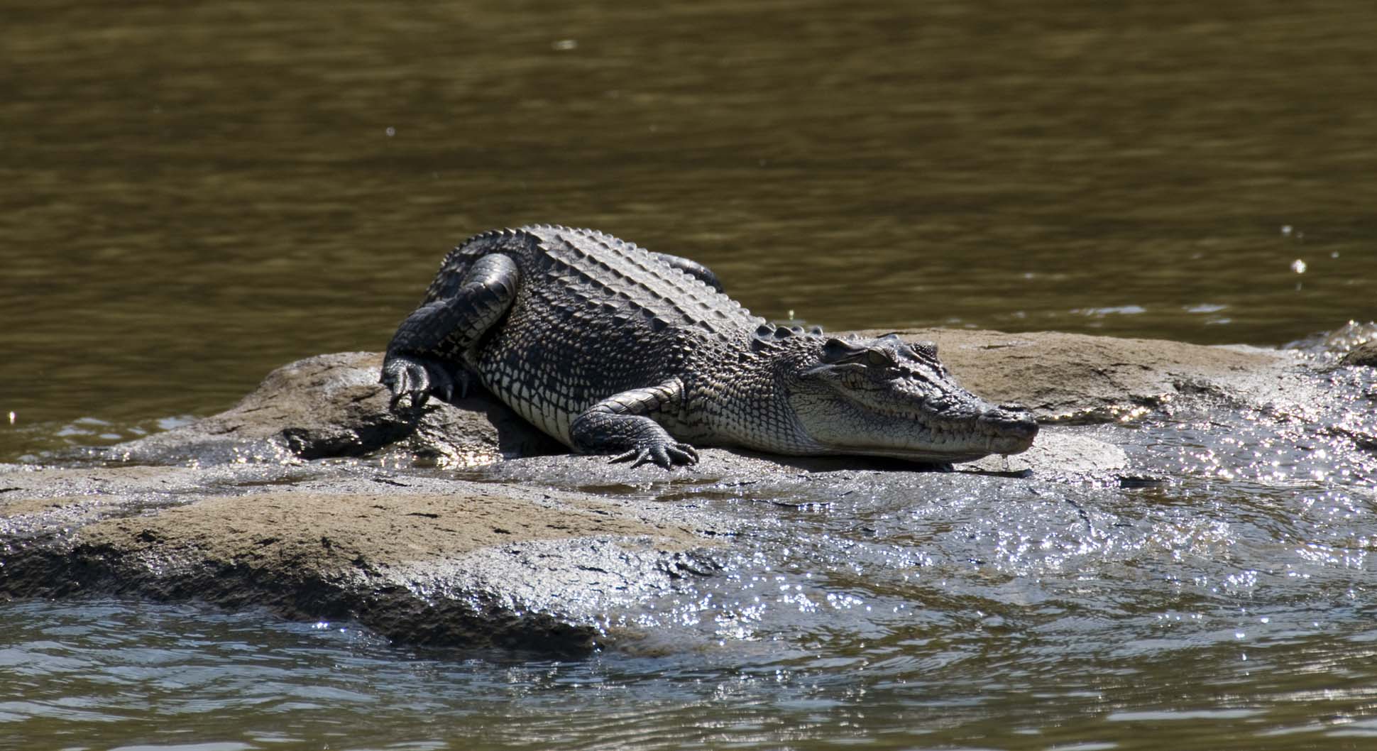 Yala crocodile