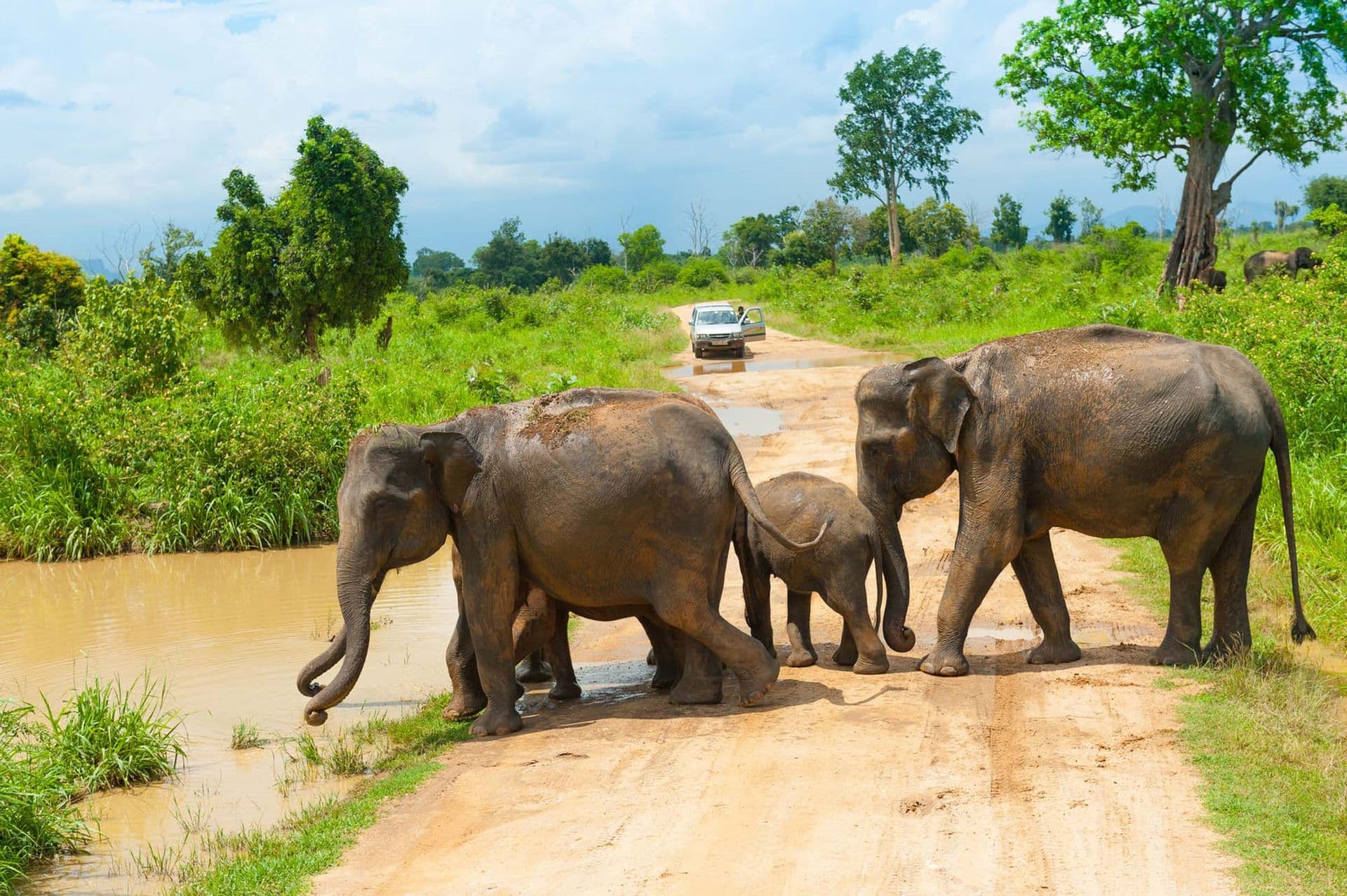 Group of wild elephants