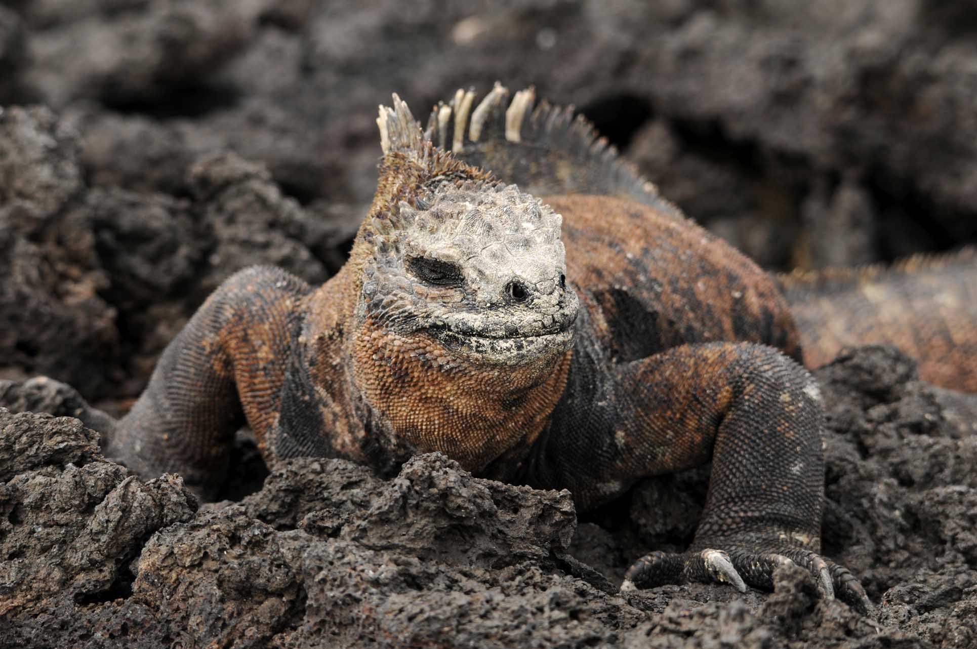 Galapagos iguana