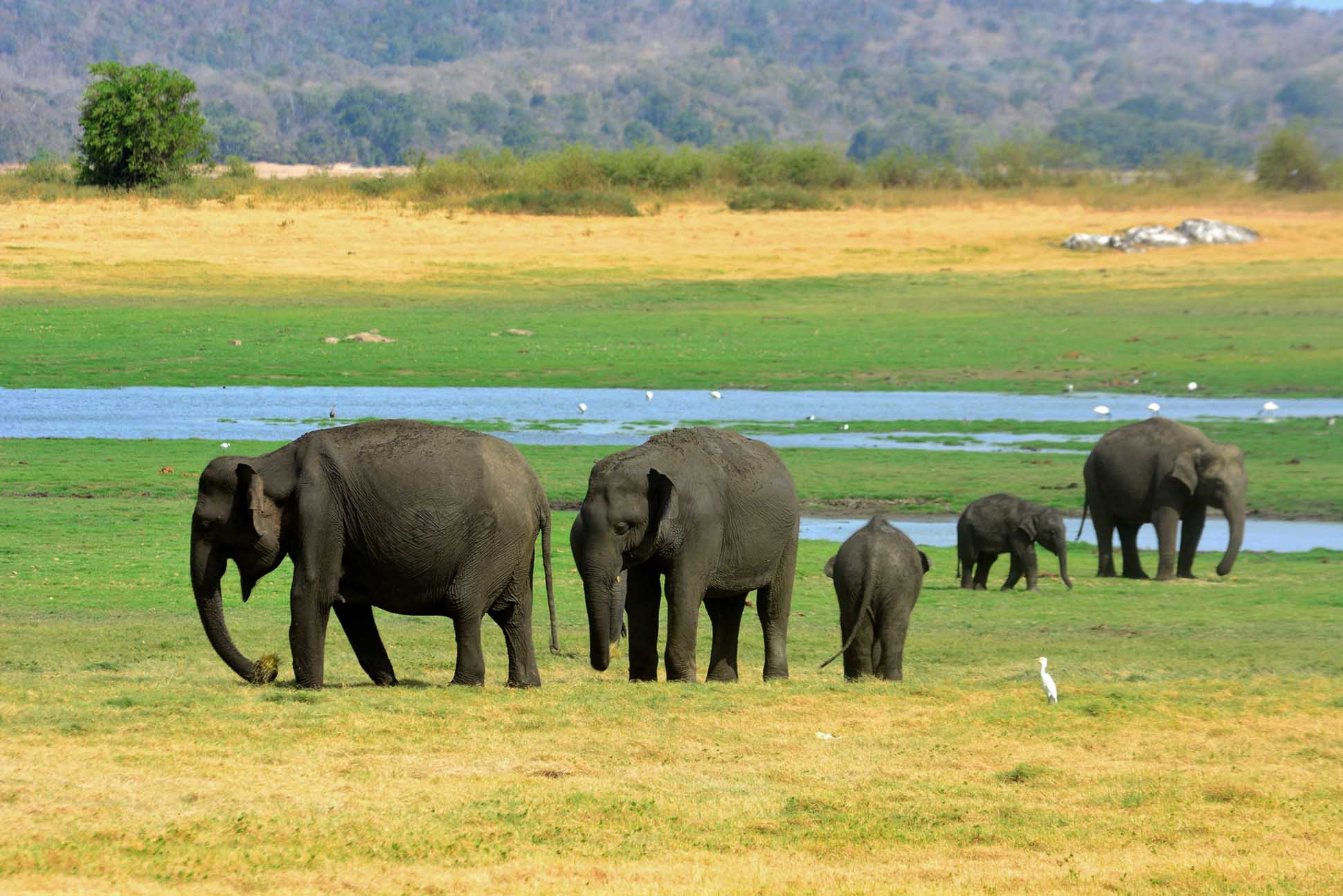 Herd of Sri lankan elephant in Minneriya