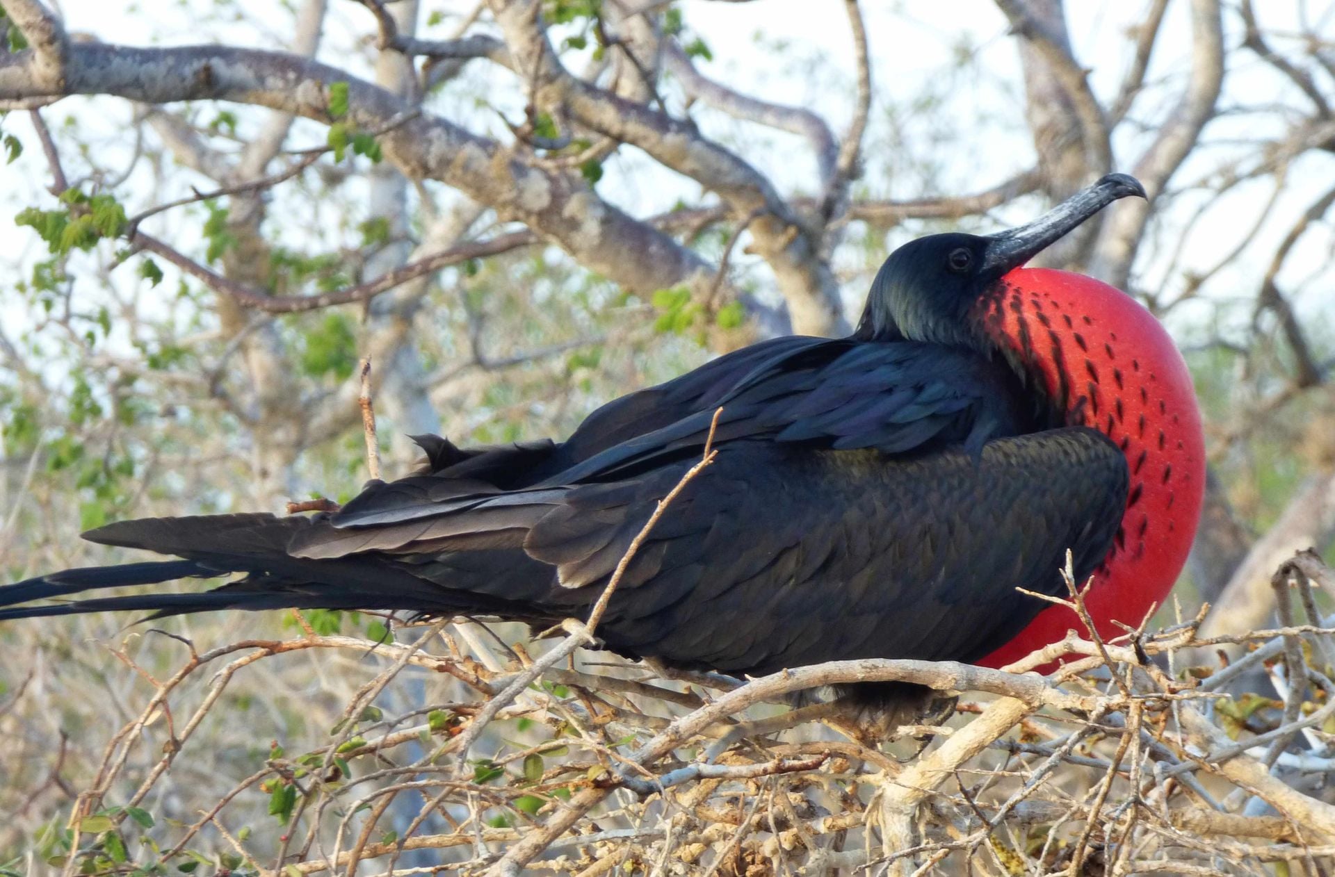 Frigatebird