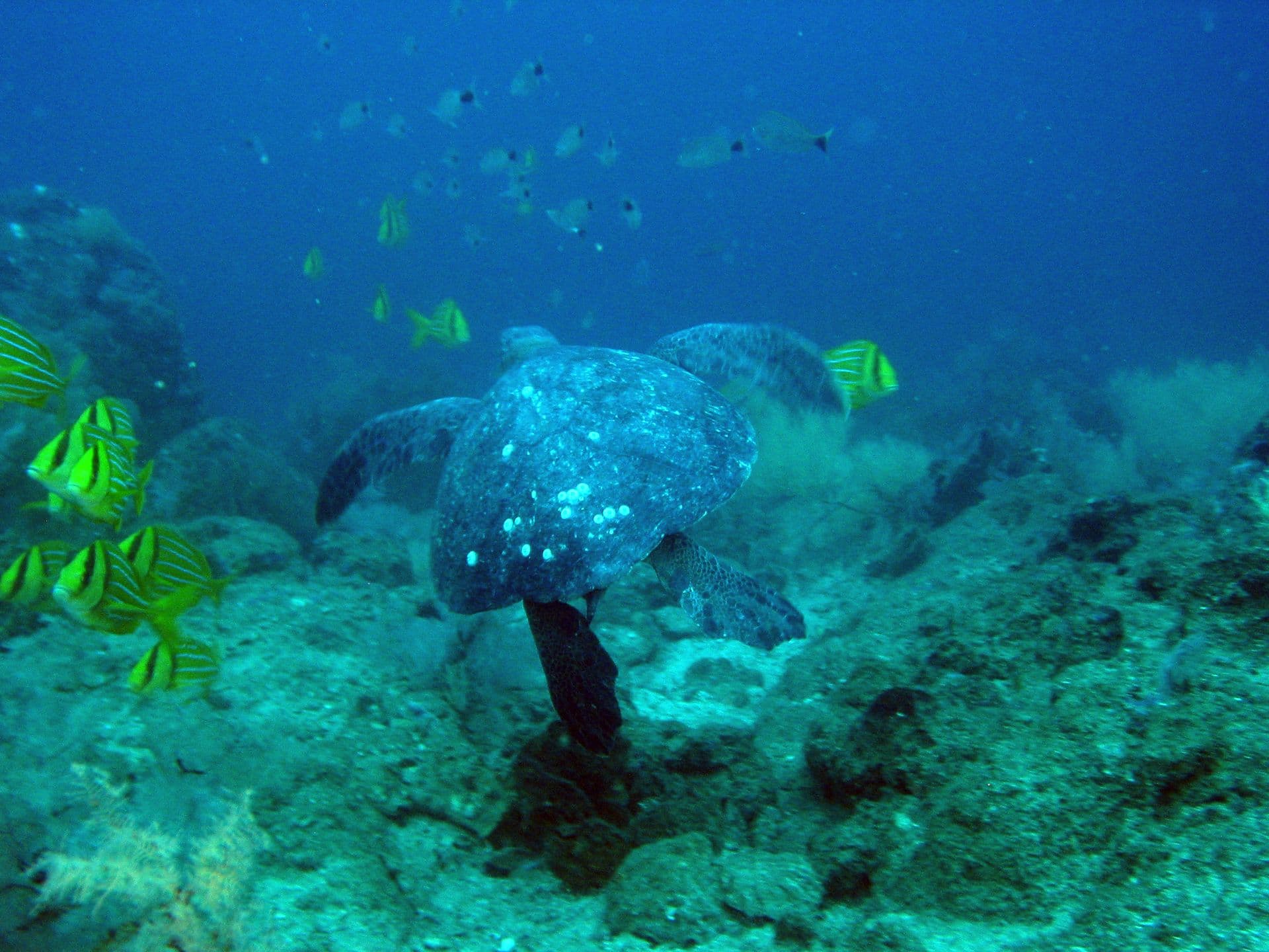 Kayaking Las Tintoreras
