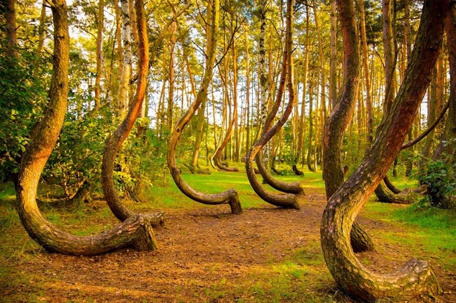 Gryfino crooked forest poland.jpg