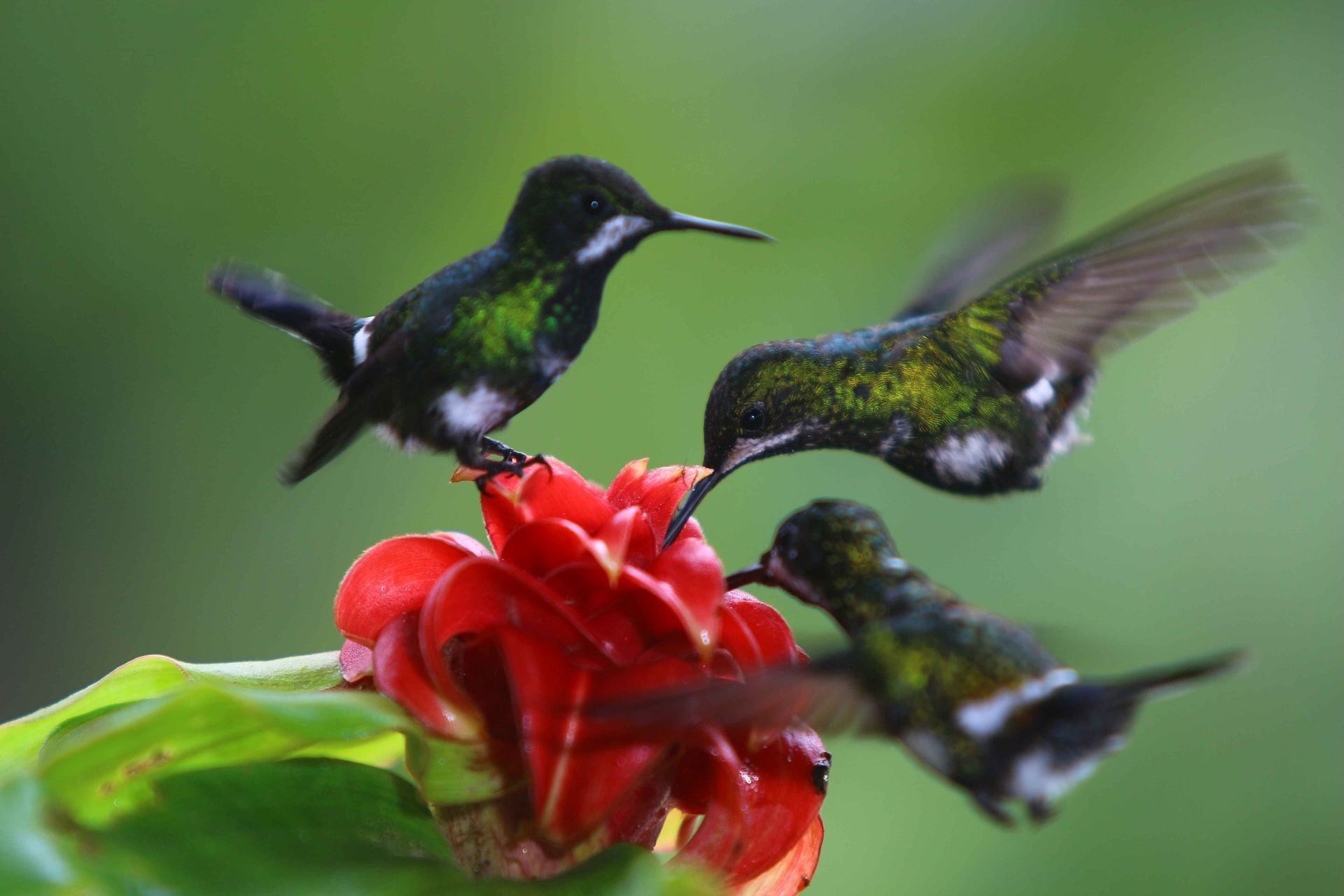 Hummingbirds
