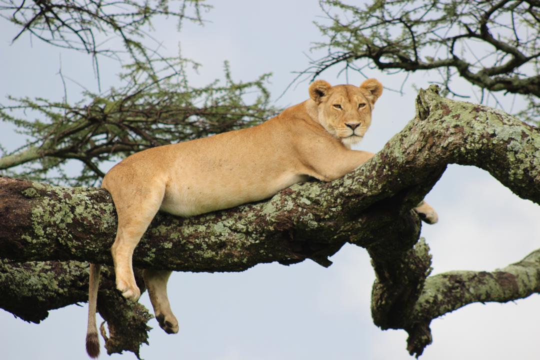 Tree-Climbing Lion in Lake Manyara