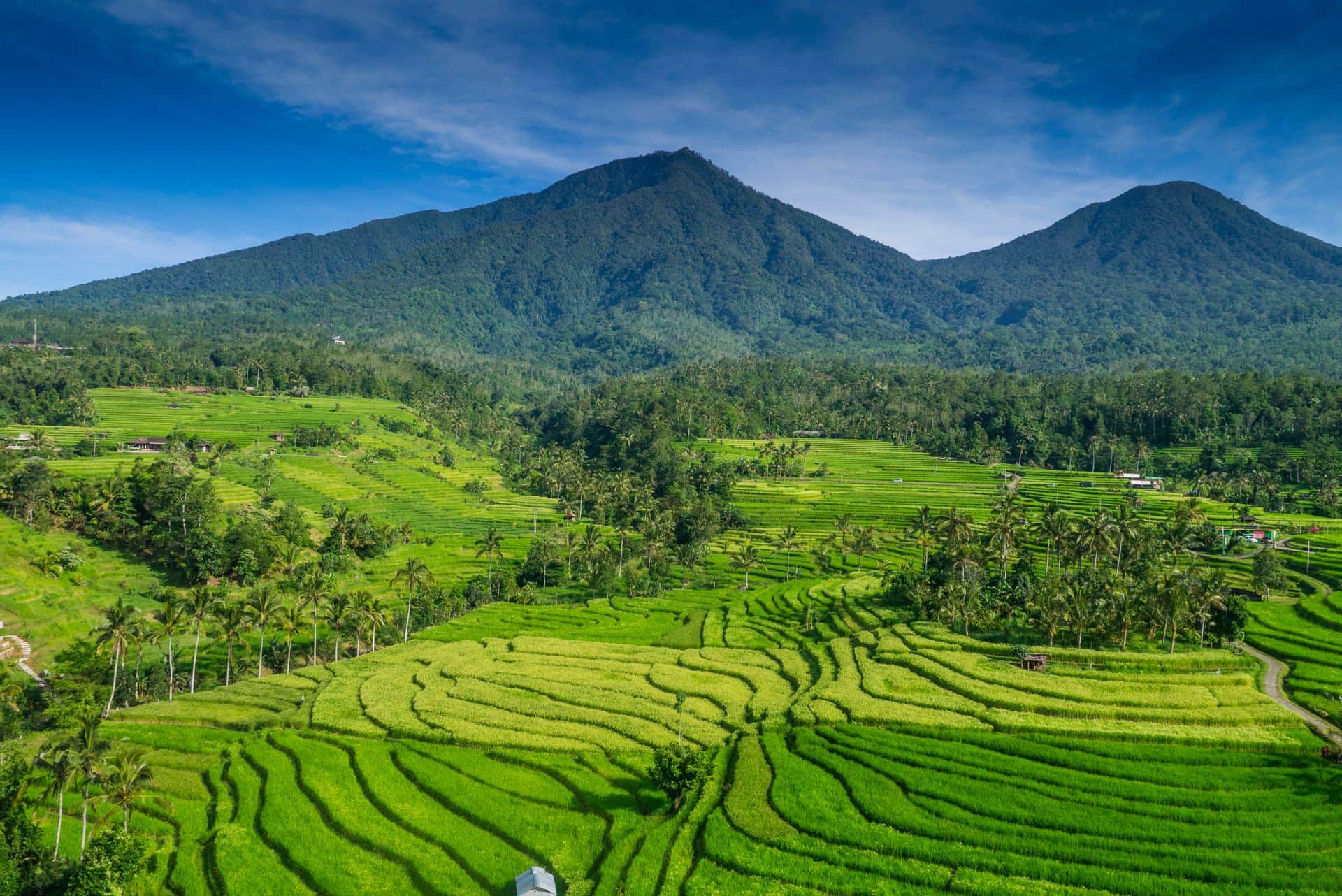 Jatiluwih Rice Terrace