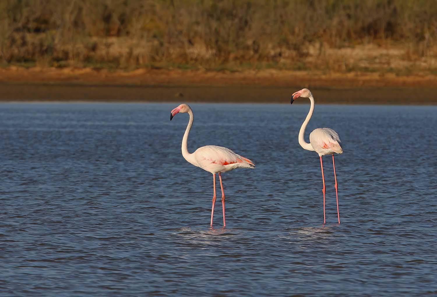 Greater Flamingo (Phoenicopterus ruber) two adults standing in lagoon Lagoa dos Salgados, Algarve, Portugal © Shutterstock