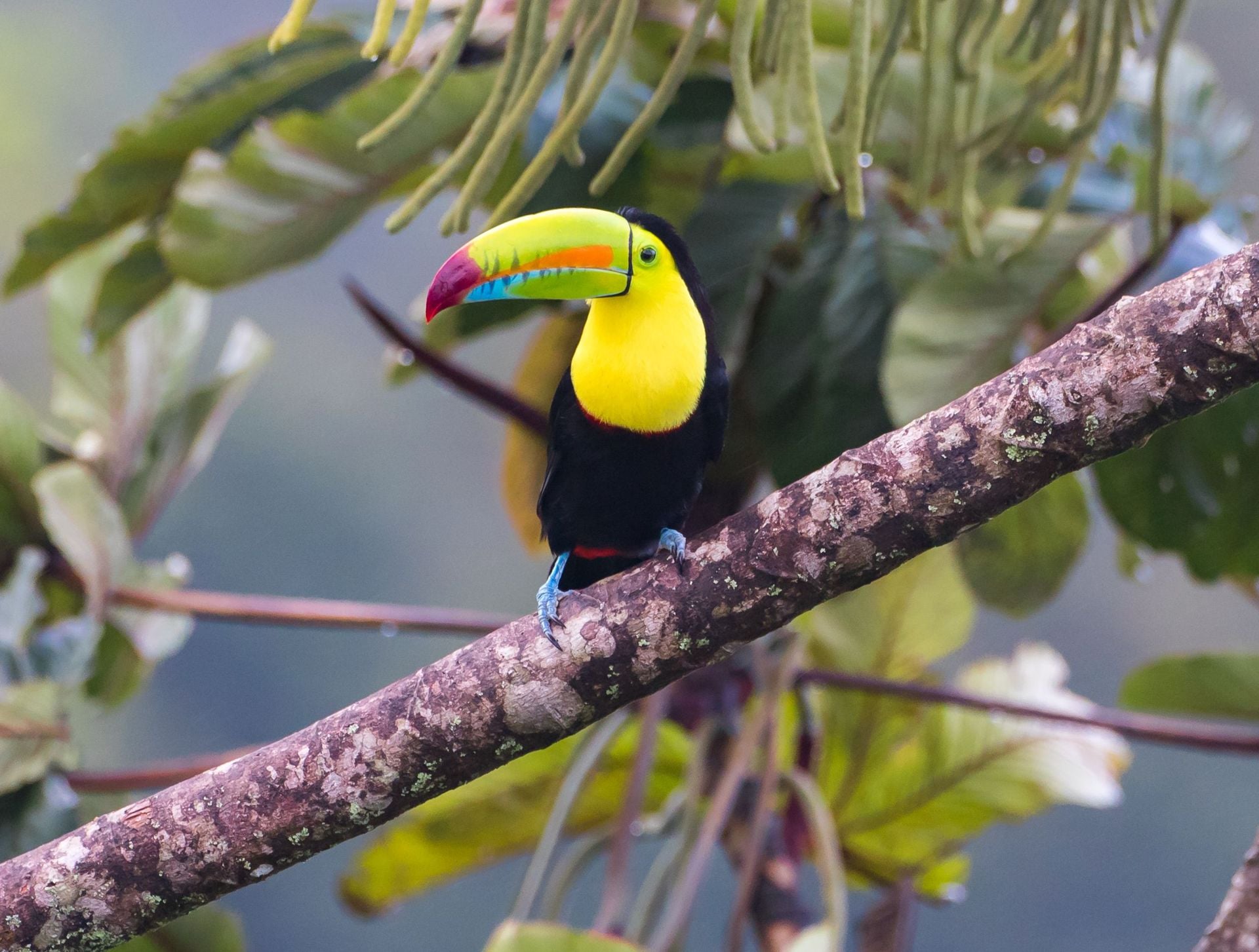 Looking At You...This beautiful Keel billed Toucan is having a bite to eat. Taken in the wild in Costa Rica in the jungle rain forest near Arenal Volcano