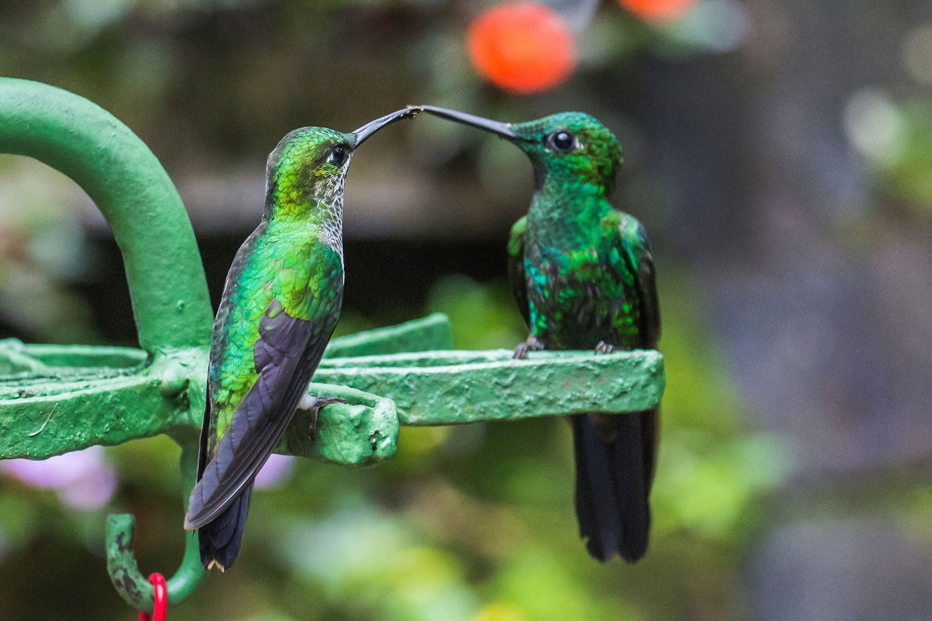 Two Green hummingbirds in the Monteverde region of Costa Rica