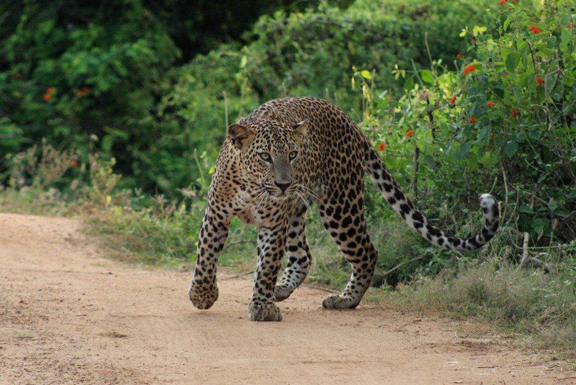 Yala National Park Safari