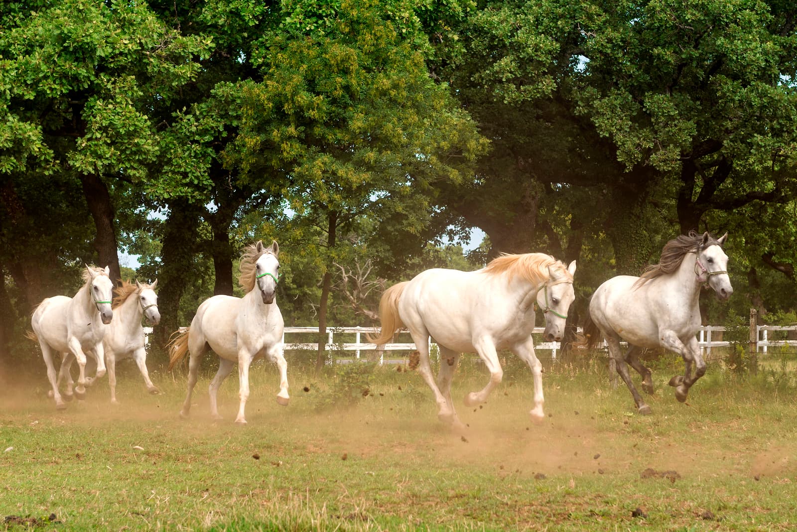 Lipizzan Horses