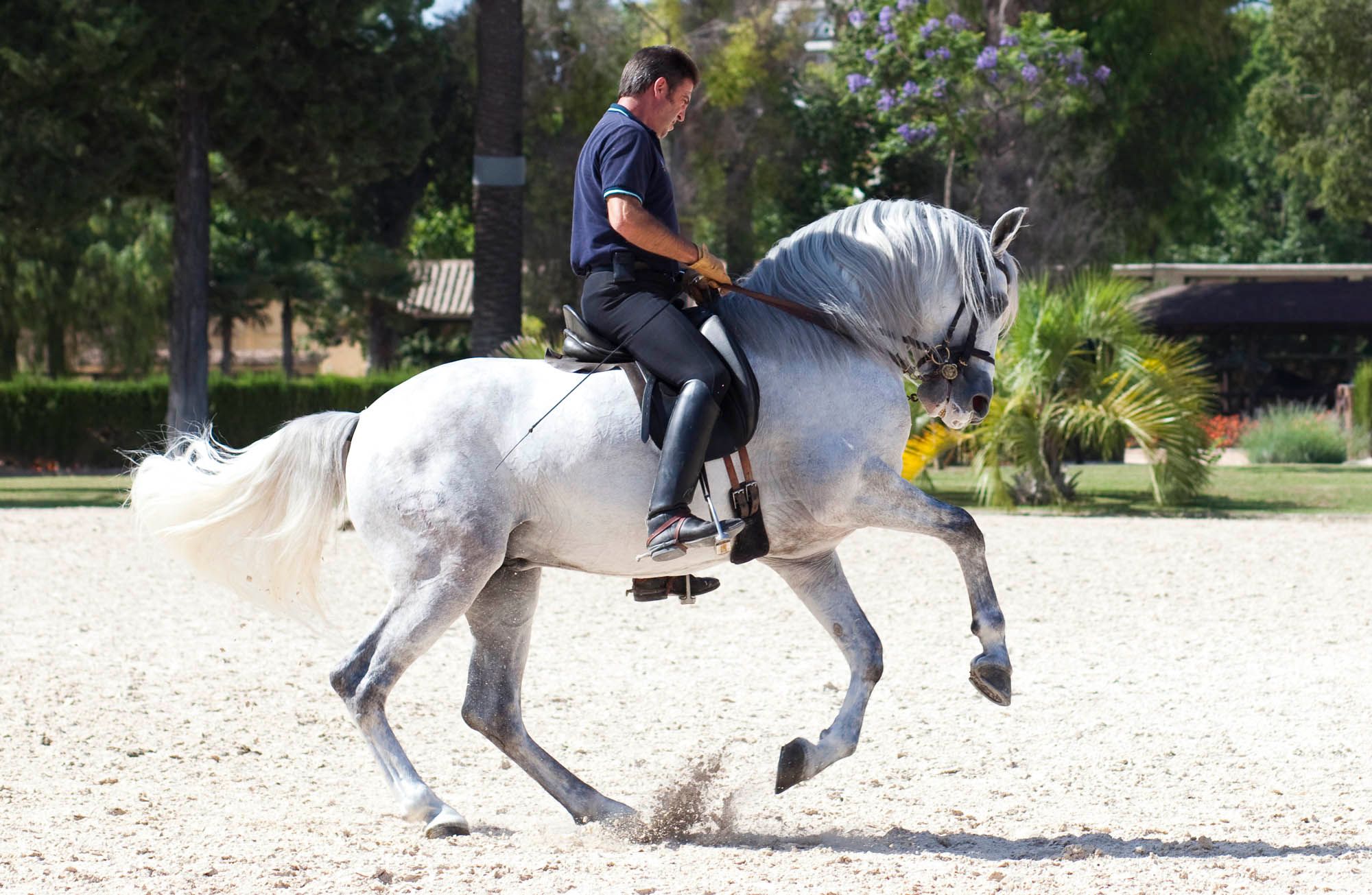 Training sessions at The Royal Andalusian School of Equestrian Art (Fundación Real Escuela Andaluza del Arte Ecuestre), Jerez de la Frontera, Andalucia, Spain