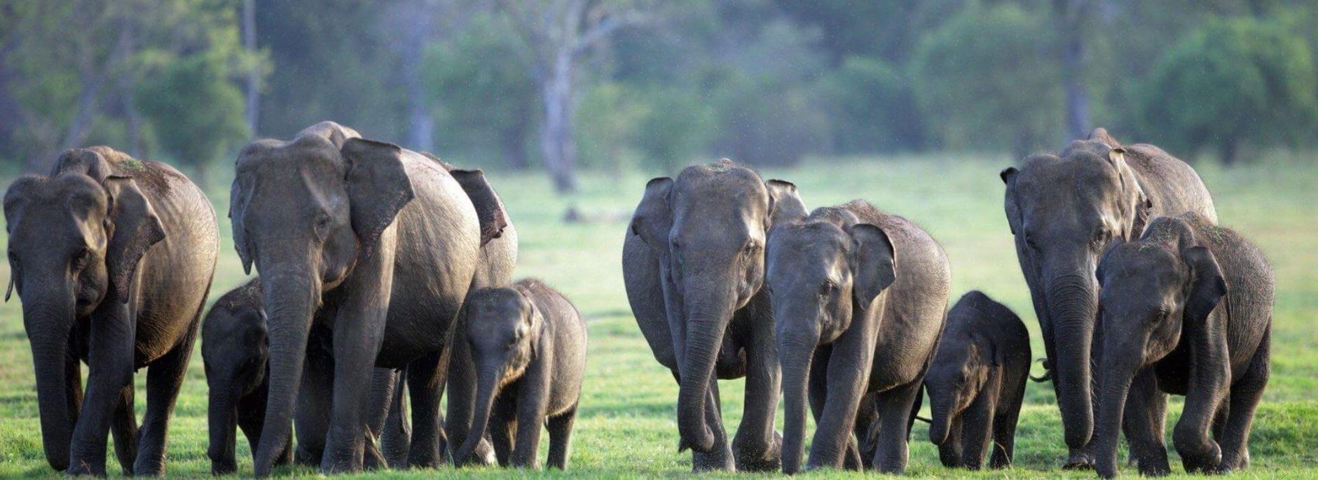 Minneriya National Park Safari