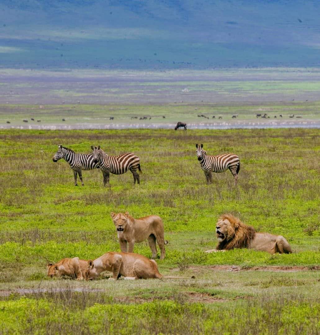 Ngorongoro Crater