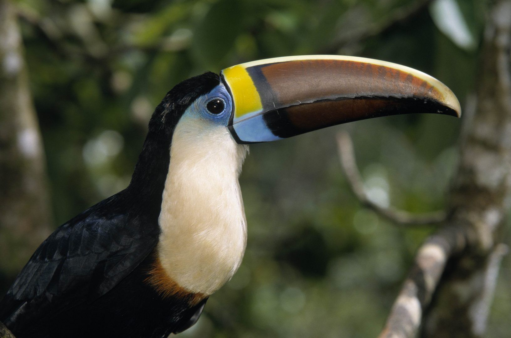 Red-billed-Toucan-©-Foto-Natura