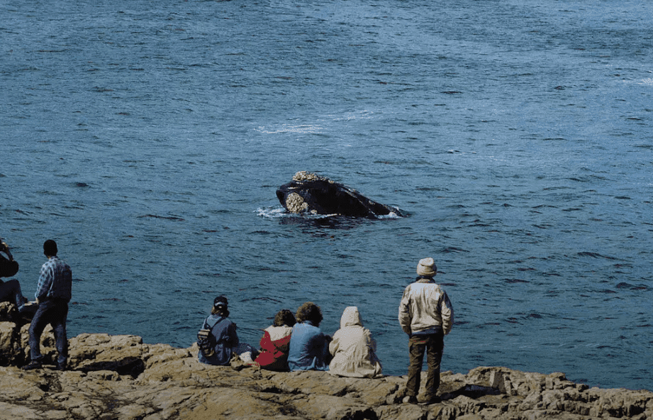 Welcome to Hermanus