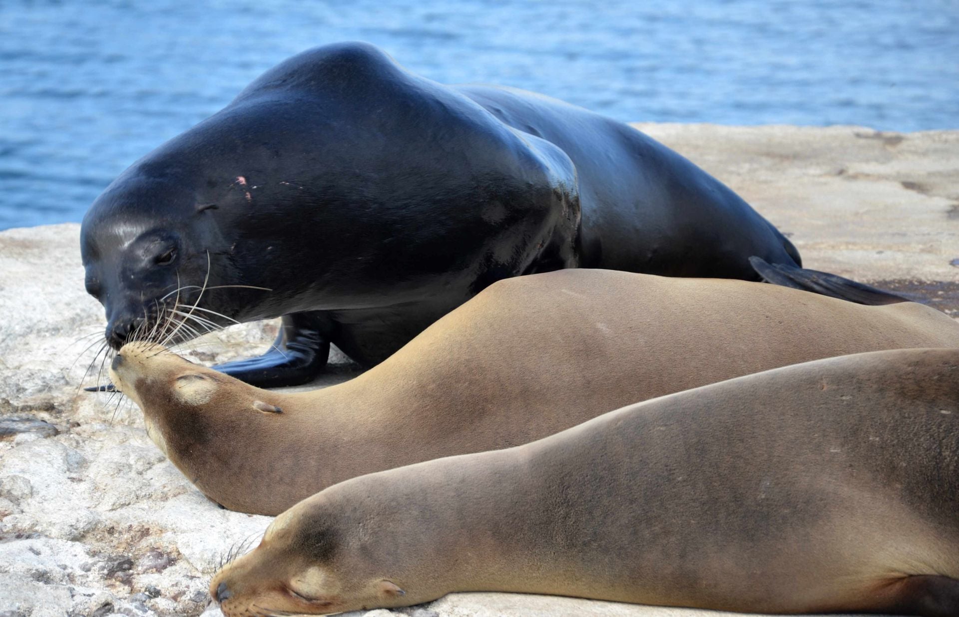 Galapagos Sea Lions
