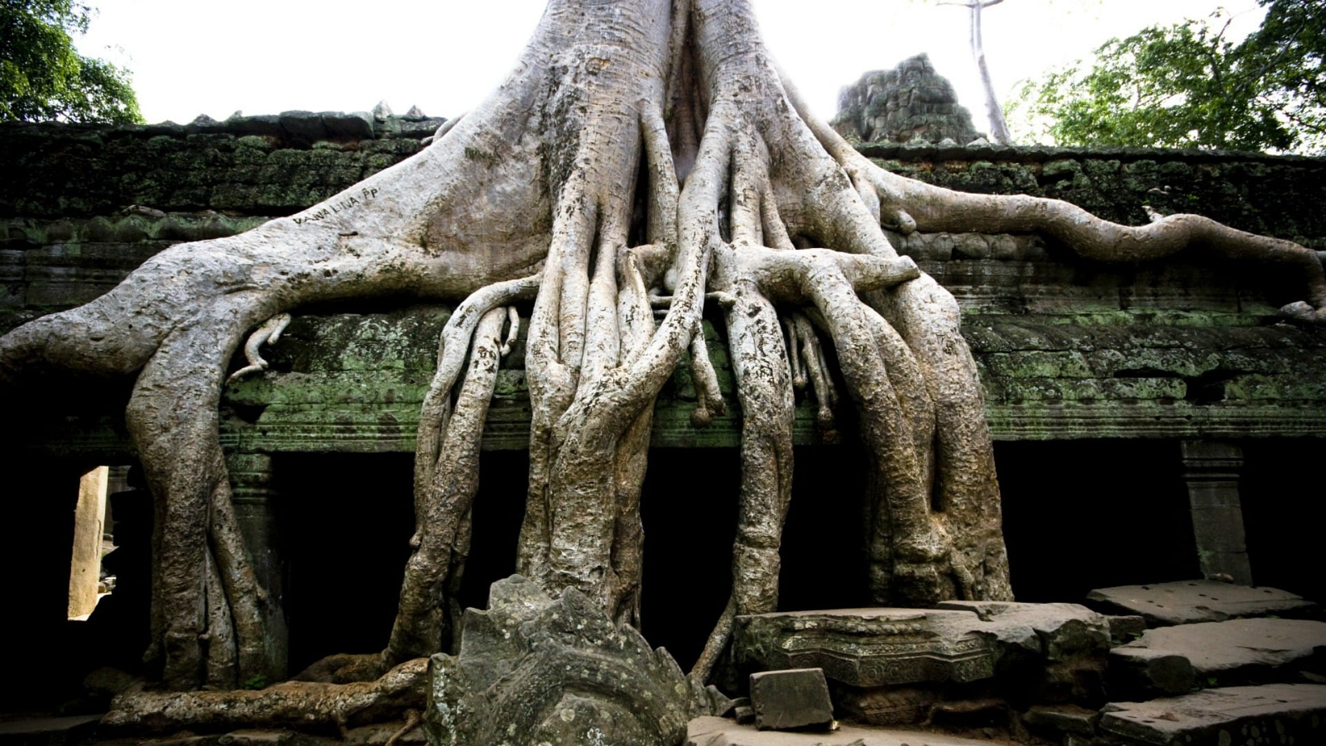 Siemreap Ta Prohm, Cambodia