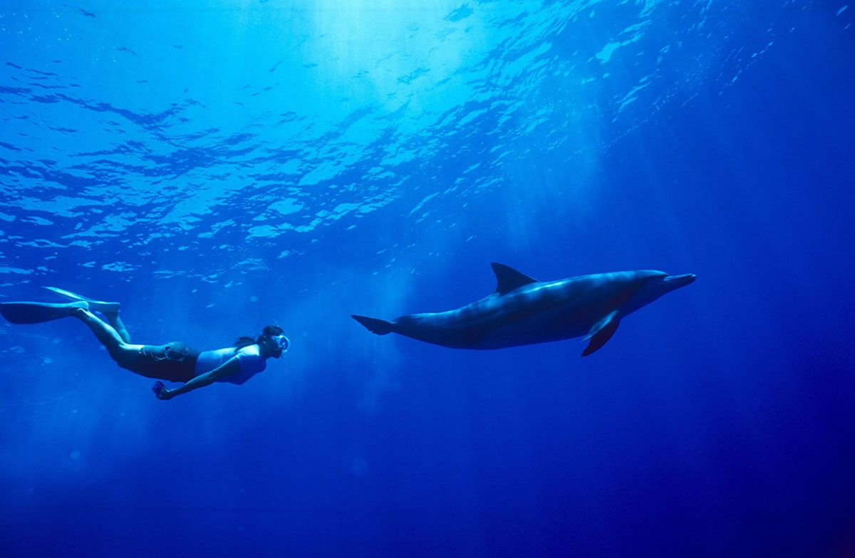 Swimming-with-dolphins©️Ogasawara Village Tourism Bureau.jpg