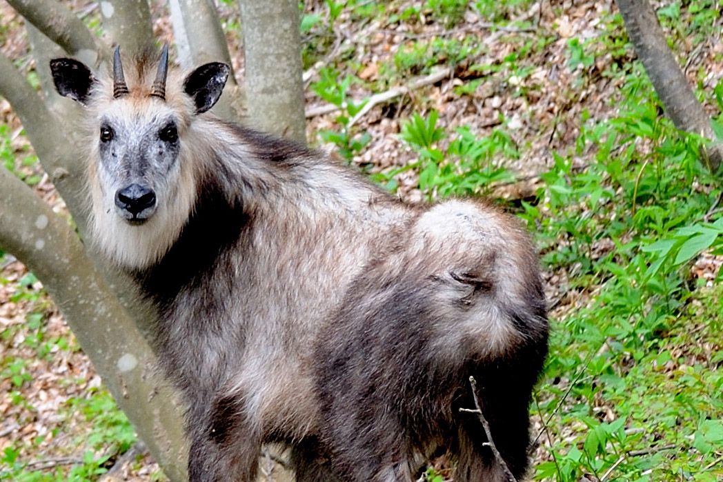 The Japanese serow (Capricornis crispus)©️Chiharu Gotoh.jpg