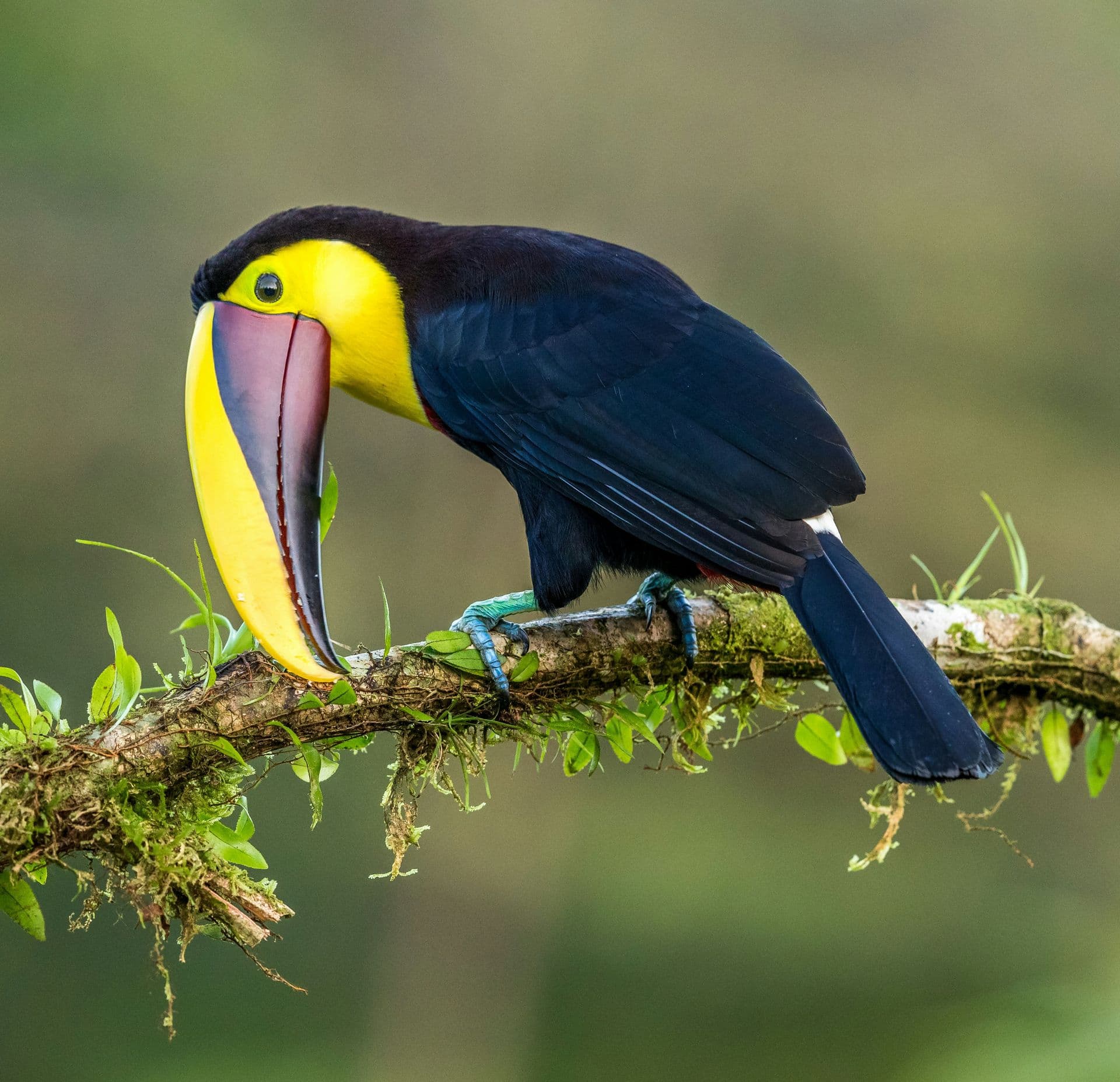 Toucan Mindo Cloud Forest
