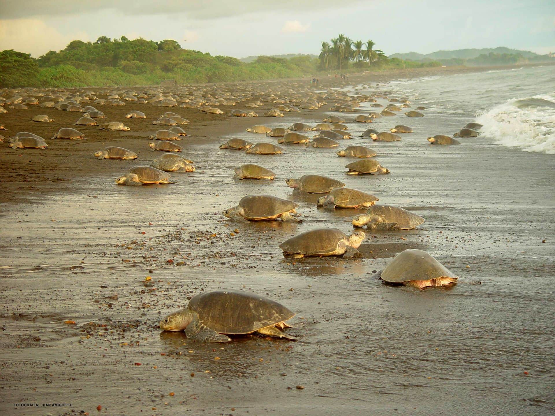 Tortuguero National Park